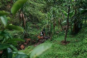 BIB: 
                            <button type="button" onclick="openModal(26200135)" class="btn btn-primary btn-sm float-right btn-popup" data-toggle="modal" data-target=".modal-high-quality">
                        <i class="fas fa-shopping-cart"></i> Add to Cart
                    </button>
                                            <button type="button" onclick="isThisMe(26200135, true)" class="btn btn-success btn-sm float-right btn-popup btn-isme hidden" data-toggle="tooltip" data-placement="bottom" title="นี่คือรูปของคุณใช่ไหม คลิกที่นี่เพื่อเอาเข้าอัลบั้ม">
                        <i class="fas fa-plus"></i> Add to album
                    </button>
                    <button type="button" onclick="isThisMe(26200135, false)" class="btn btn-warning btn-sm float-right btn-popup btn-isnotme hidden">
                        <i class="fas fa-ban"></i> Remove from album
                    </button>